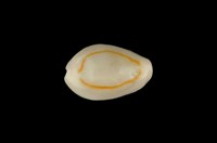 藏品(金環寶螺)的圖片